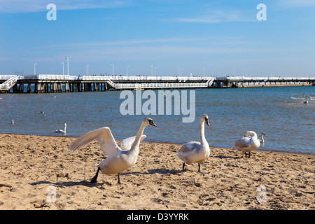 La spiaggia di Sopot e cigni, Polonia. Foto Stock