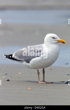 Aringa europea gabbiano (Larus argentatus) sulla spiaggia lungo la costa del Mare del Nord Foto Stock