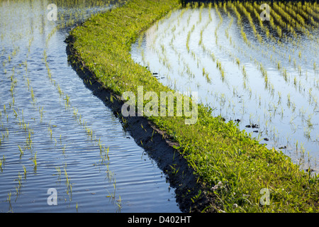 Dettaglio di pianticelle di riso crescente nelle risaie allagate campi separati da un rilievo banca erbosa. Foto Stock