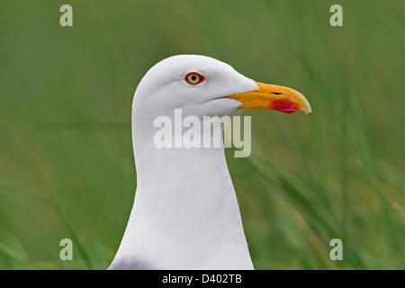 Aringa europea gabbiano (Larus argentatus) fino in prossimità della testa Foto Stock