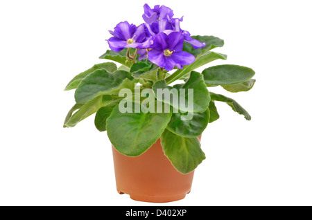 Saintpaulia fiore nel vaso di fiori isolati su sfondo bianco Foto Stock