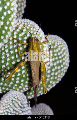 Locusta migratoria (Locusta migratoria) (Tettigoniidae) nascosta in una pianta grassa (Opuntia microdasys) Foto Stock