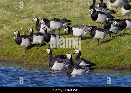 Stormo di Oche facciabianca (Branta leucopsis) sul lago di bank entra in acqua Foto Stock