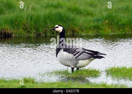 Barnacle Goose (Branta leucopsis) in creek Foto Stock