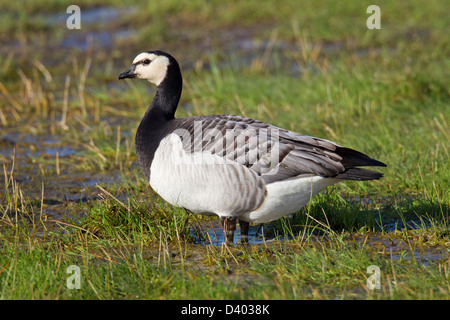 Barnacle Goose (Branta leucopsis) nel campo Foto Stock