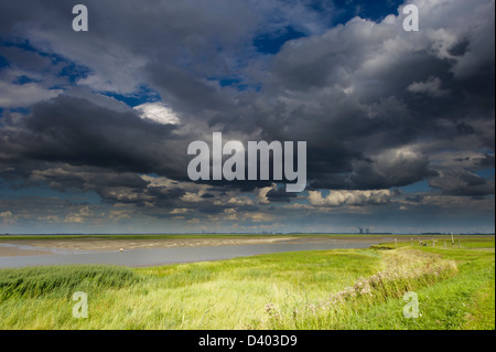 Tidal velme nel' Verdronken Land van Saeftinghe' , Zeeuws Vlaanderen. Zeeland, Paesi Bassi Foto Stock