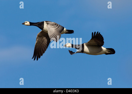 Due Oche facciabianca (Branta leucopsis) in volo contro il cielo blu Foto Stock