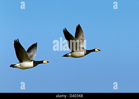 Due Oche facciabianca (Branta leucopsis) in volo contro il cielo blu Foto Stock