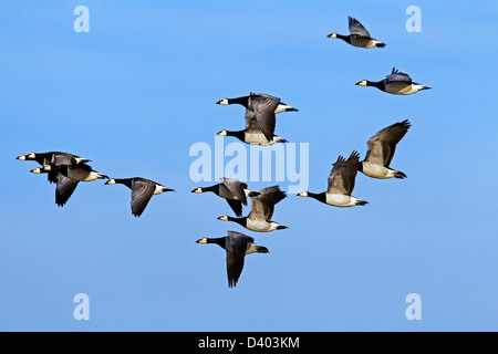 Stormo di Oche facciabianca (Branta leucopsis) in volo contro il cielo blu Foto Stock