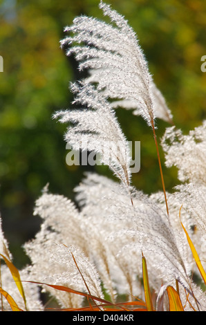 Chinaschilf - cinese di erba di argento 01 Foto Stock