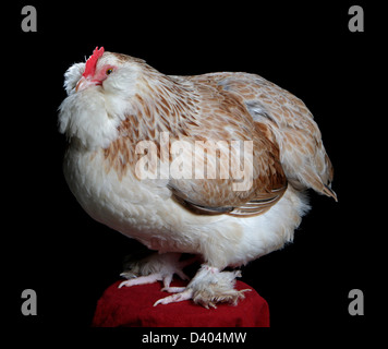 Ritratto di un salmone faverolles gallina, campione di riserva (continentale), 2013 Nordest Congresso di pollame, W. Springfield, MA. Foto Stock