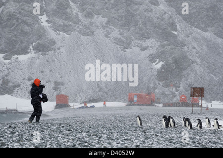 Fotografo lavorando con fotocamera combatte contro vento e neve per fotografare pinguini Chinstrap durante la bufera di neve sulla spiaggia rocciosa dalla base antartica Antartide Foto Stock