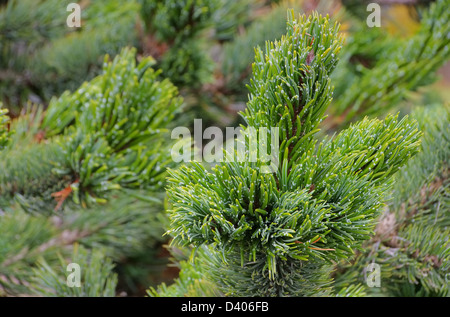 Grannenkiefer - Rocky Mountain Bristlecone Pine 01 Foto Stock