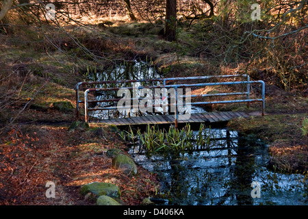 Autunno colori e riflessi di acqua durante la metà inverno accanto ad un piccolo ponte pedonale all'interno Clatto boschi del Parco di Dundee, Regno Unito Foto Stock