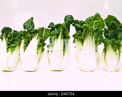 Mazzetto di fresco baby bok choi, Brassica rapa chinensis, isolati su sfondo bianco Foto Stock