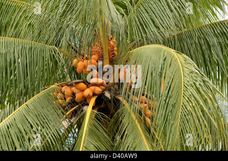 Giallo noci di cocco acerbe su albero Foto Stock