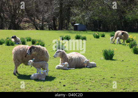 Pecore con twin neonato agnelli in un campo di narcisi selvatici in primavera nel Parco Nazionale del Distretto dei Laghi, Cumbria, Regno Unito, Gran Bretagna Foto Stock