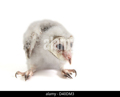 Barbagianni chick Tyto alba fotografati contro uno sfondo bianco e preparati pronti per cut-out Foto Stock