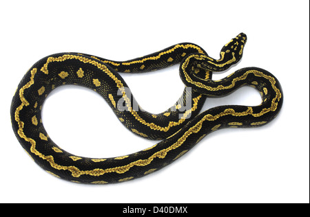 Tappeto o diamond python Foto Stock