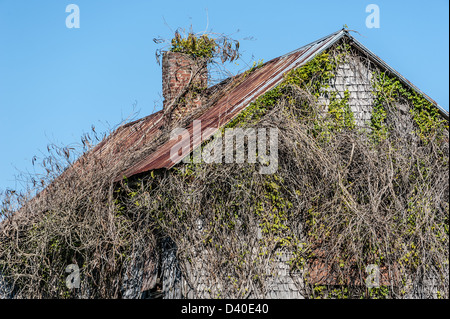 Incolto edificio abbandonato soffocato da vigneti in zone rurali a nord della Georgia, Stati Uniti d'America. Foto Stock