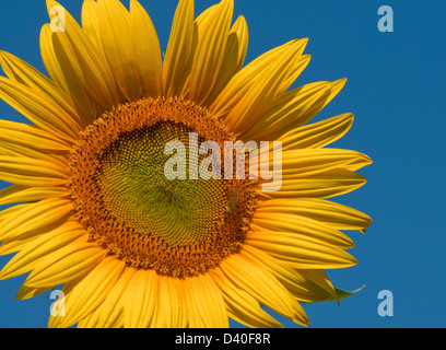 Girasole Foto Stock