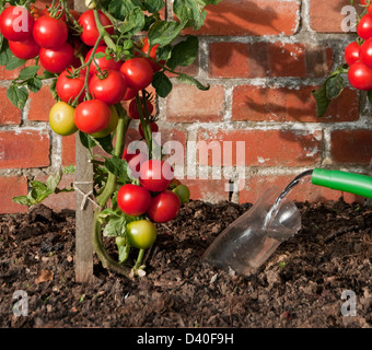 Abbeveraggio le radici del pomodoro Moneymaker utilizzando una bottiglia di minerale Foto Stock