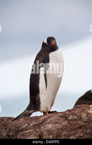 I pinguini Gentoo in Paradise Harbour, Antartide Foto Stock