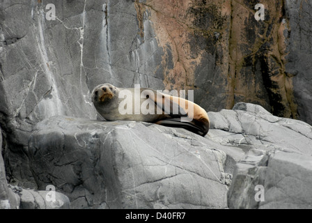 Un giovane sud della pelliccia sigillo giacente su rocce di Half Moon Island nel sud le isole Shetland di Antartide Foto Stock