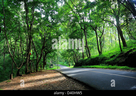 Vazhachal, foreste, Kerala, India Foto Stock