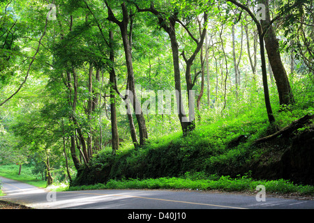 Vazhachal, foreste, Kerala, India Foto Stock