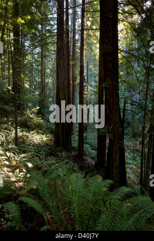 Fern Gully Redwood e Douglas Fir forest in Van Damme State Park, a nord della California, Stati Uniti d'America. Foto Stock