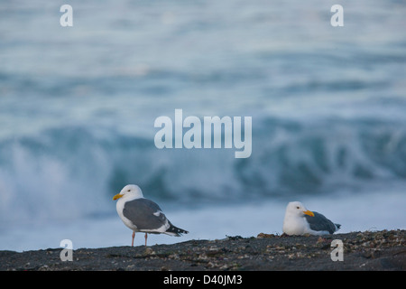 Gabbiano occidentale (larus occidentalis) sulla spiaggia in inverno, a nord della costa della California, Stati Uniti d'America Foto Stock