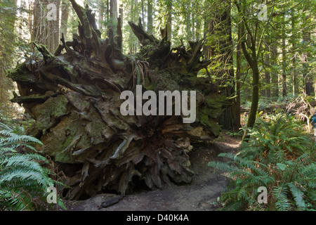 Radice poco profonda piattaforma del vecchio caduto coast redwood (Sequoia sempervirens) nei fondatori Grove, Humboldt Redwoods State Park, STATI UNITI D'AMERICA Foto Stock