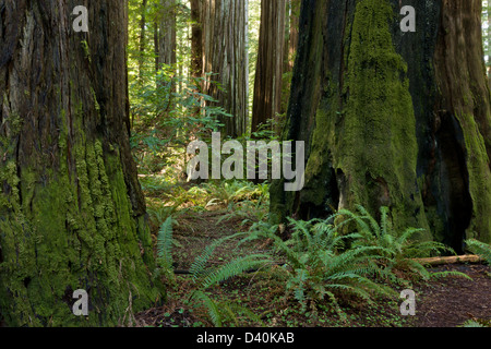 Lussuoso fern-costa ricca redwood / sequoia gigante di foresta in fondatori Grove, Humboldt Redwoods State Park, California Foto Stock