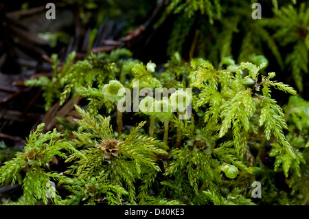 Palm tree moss (Leucolepis acanthoneuros) femmina gametofiti, close-up CALIFORNIA, STATI UNITI D'AMERICA Foto Stock