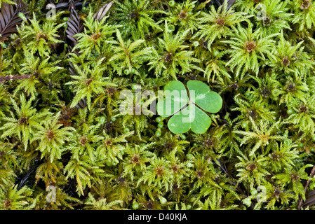 Palm tree moss (Leucolepis acanthoneuros) maschio gametofiti, con redwood sorrel, close-up CALIFORNIA, STATI UNITI D'AMERICA Foto Stock