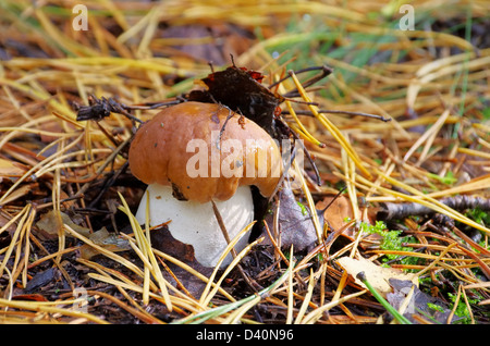 Steinpilz - cep 59 Foto Stock