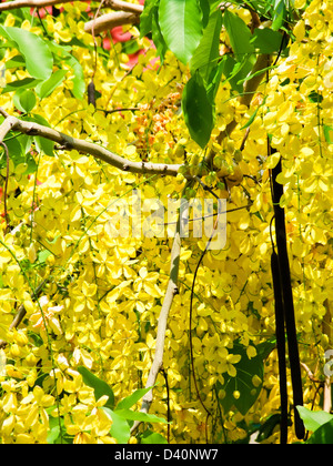 Golden Shower,Cassia fistola Foto Stock