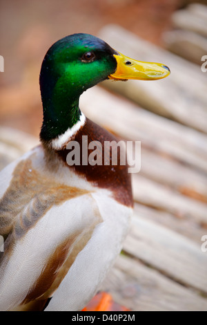 Immagine ravvicinata di un maschio di Mallard duck, prese, il Parco Nazionale dei Laghi di Plitvice, Plitvice, Croazia, Europa Foto Stock