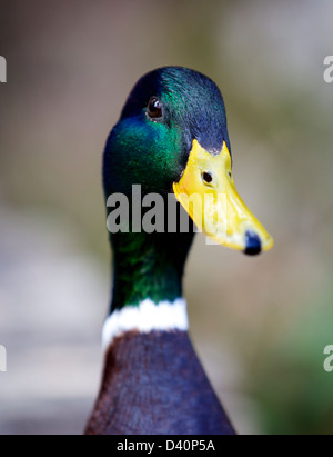 Immagine ravvicinata di un maschio di Mallard duck, prese, il Parco Nazionale dei Laghi di Plitvice, Plitvice, Croazia, Europa Foto Stock