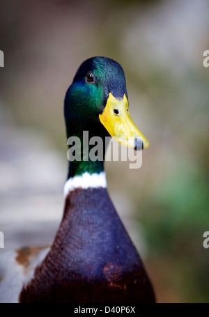 Immagine ravvicinata di un maschio di Mallard duck, prese, il Parco Nazionale dei Laghi di Plitvice, Plitvice, Croazia, Europa Foto Stock