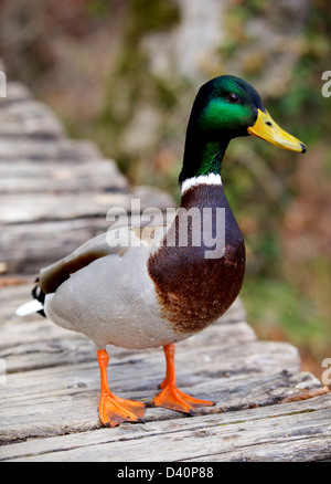 Immagine ravvicinata di un maschio di Mallard duck, prese, il Parco Nazionale dei Laghi di Plitvice, Plitvice, Croazia, Europa Foto Stock