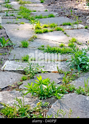 Pietra percorso curvo in un ambiente esterno Foto Stock