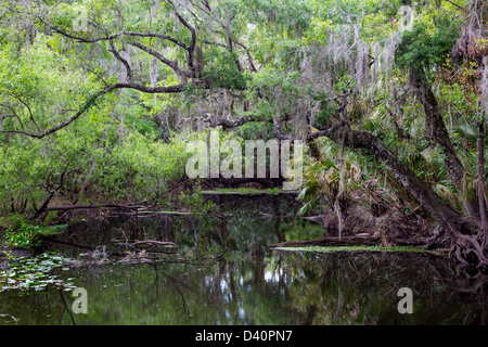 Hillsborough nel fiume Morris Bridge Park parte inferiore del deserto di Hillsborough preservare in Thonotosassa Florida Foto Stock