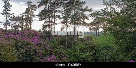 Bosco di conifere e Rododendri a Hawkstone Park Foto Stock