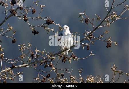 White-tailed Kite (Elanus leucurus) arroccato in ontano bianco tree, tardo inverno; CALIFORNIA, STATI UNITI D'AMERICA Foto Stock