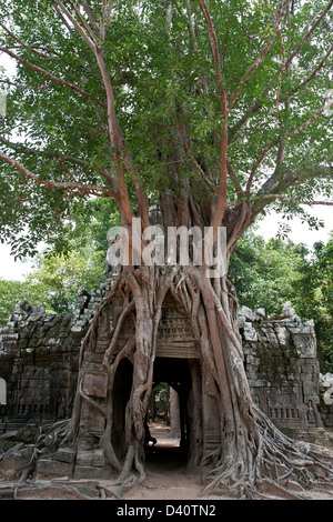 Strangler fig tree. Gopura orientale (ingresso gate). Ta Som tempio. Angkor. Cambogia Foto Stock