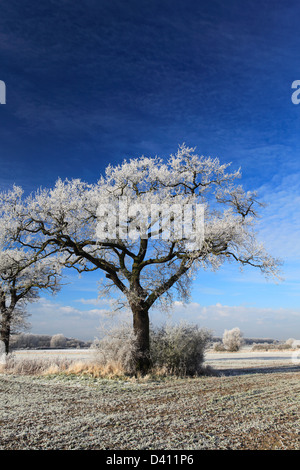 Hoare frost scena invernale, Fenland campi nei pressi Whittlesey town, Fenland, Cambridgeshire, Inghilterra; Gran Bretagna; Regno Unito Foto Stock