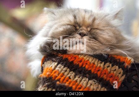 Con i capelli lunghi gatto persiano dorme con il comfort in lana sciarpa a righe Foto Stock