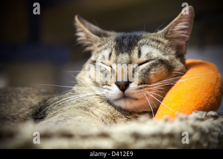 Divertimento a strisce marrone a pelo corto gatto dorme con la comodità del letto Foto Stock